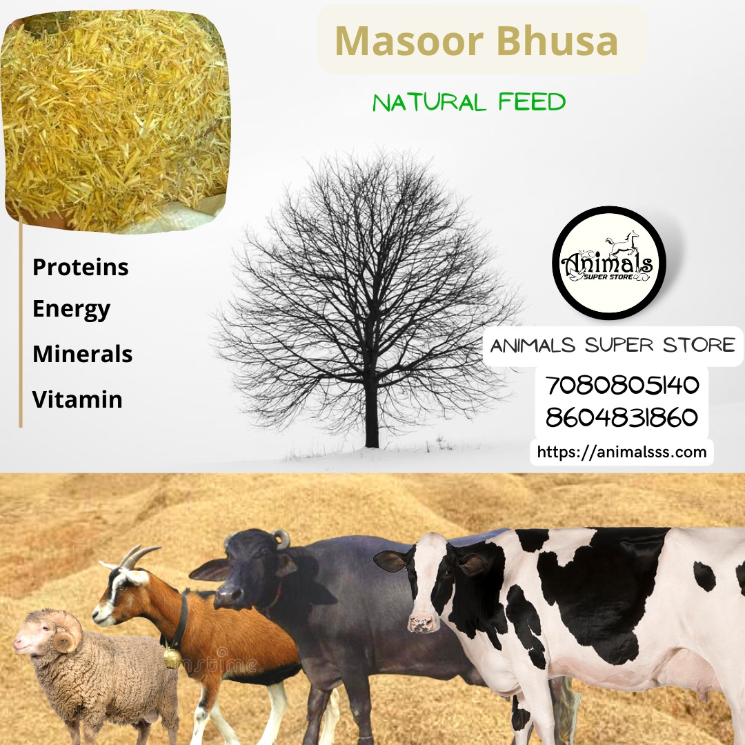 Masoor bhoosa