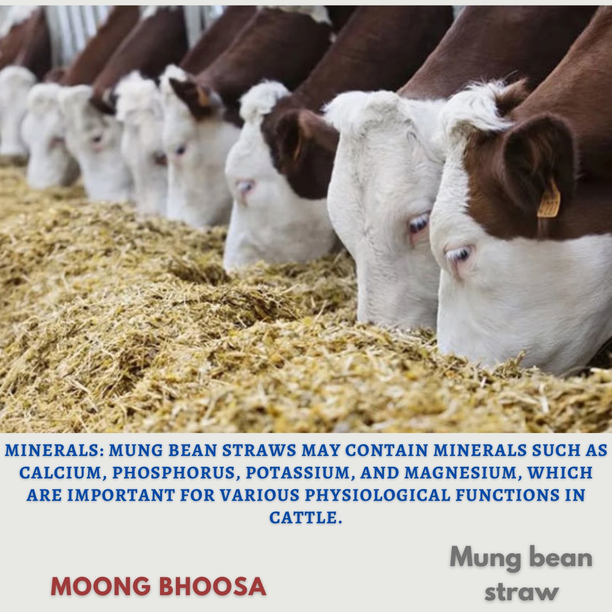 moong bhoosa